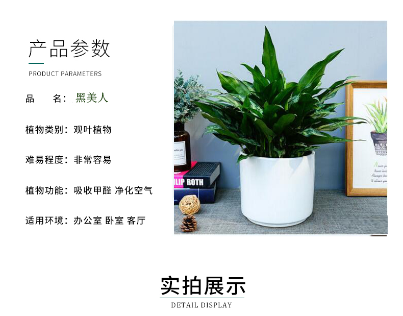 O1CN01OGIyOE1KWogsLit2K_!!3854501172.jpg