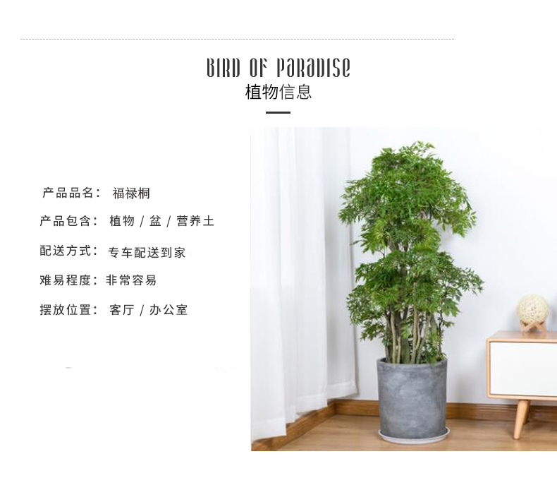 福禄桐 大型办公室绿植水泥陶瓷盆福禄寿植物盆栽